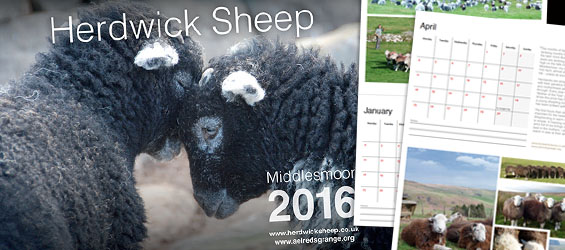 herdwick sheep calendar 2016