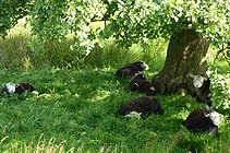 herdwicksheep