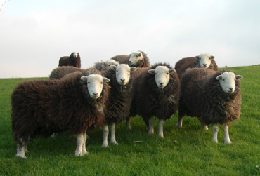 herdwick
