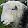 shearling ewes 2009